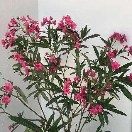 Pensión Casa De Mare