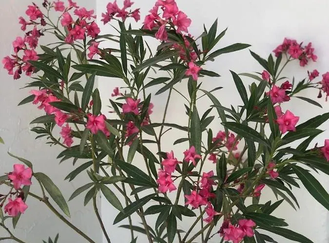 Guest house Casa De Mare